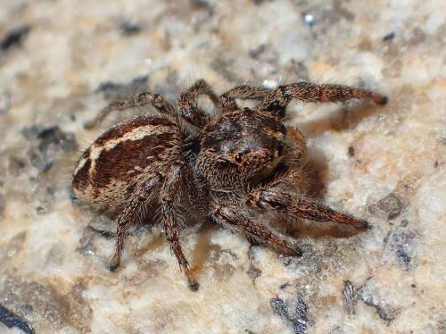 Pellenes tripunctatus